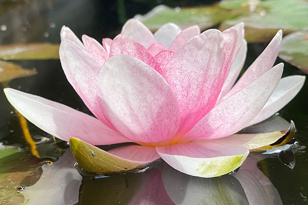 Lotus